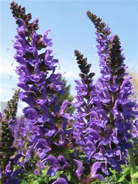 We did not find results for: Salvia Sage for Hummingbirds. Tips how to plant Salvia for ...