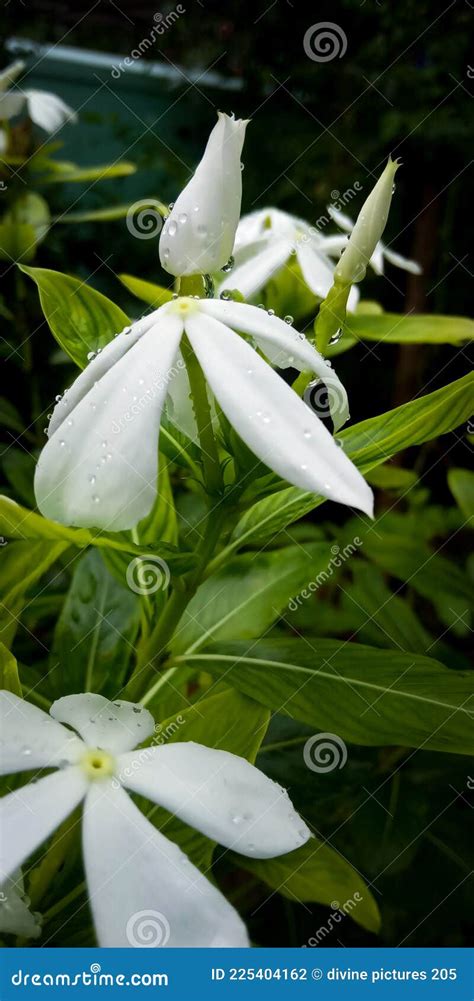 White Flower With Water Droplets Stock Photo Image Of Flowers Floral