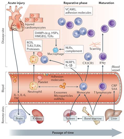 Biological Pathways Central To The Pathogenesis Of Acute Myocardial