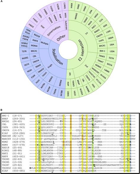 Most e3 ubiquitin ligases are multisubunit protein complexes and critical for the ubiquitin tagging of a better understanding of the structural biology of cop1 within an e3 ligase context might resolve this. Frontiers | How to Inactivate Human Ubiquitin E3 Ligases ...