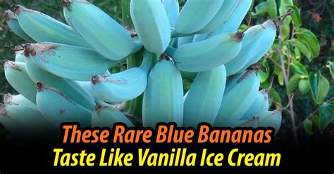 Watch These Rare Blue Bananas Taste Like Vanilla Ice Cream The Most
