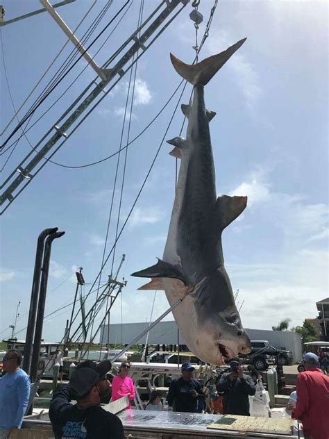 Massive Shark Catch Off The Coast Of Texas Wins Fisherman 5000
