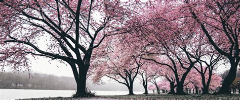 Download Wallpaper 2560x1080 Sakura Trees Flowering Flowers