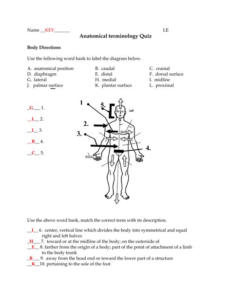 Anatomical Terms Worksheet Answers