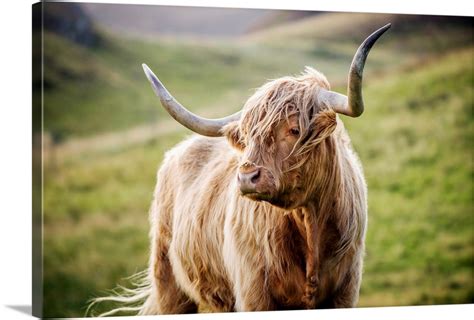 Highland Cow In Scotland Wall Art Canvas Prints Framed Prints Wall