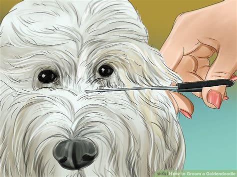 How to groom a labradoodle or australian labradoodle, labradoodle haircut. How to Groom a Goldendoodle | Goldendoodle, Goldendoodle ...