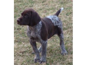 Sweetest german shorthaired pointer (more hogan update) and new puppies. German Shorthaired Pointer Puppies in Maine