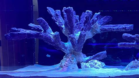 Aquascaping The 400 Gallon Reef Tank Youtube
