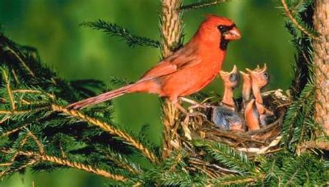 Birds That Look Like Cardinals Animals Momme