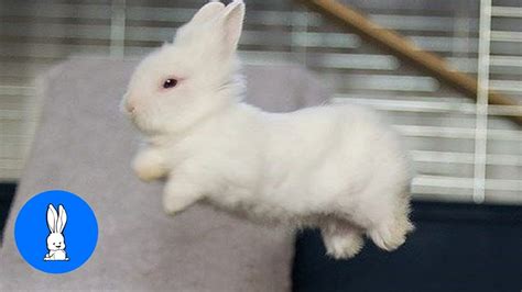 Baby Bunny Rabbits Binky Cutest Compilation Youtube