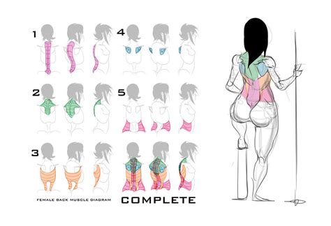 All Drawtutorial — Female Back Muscle Diagram