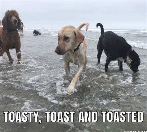 Your Summer In Doggy Memes Fitdog Blog Off The Leash