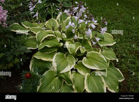 Hosta Is A Genus Of Plants Commonly Known As Hostas Plantain Lilies