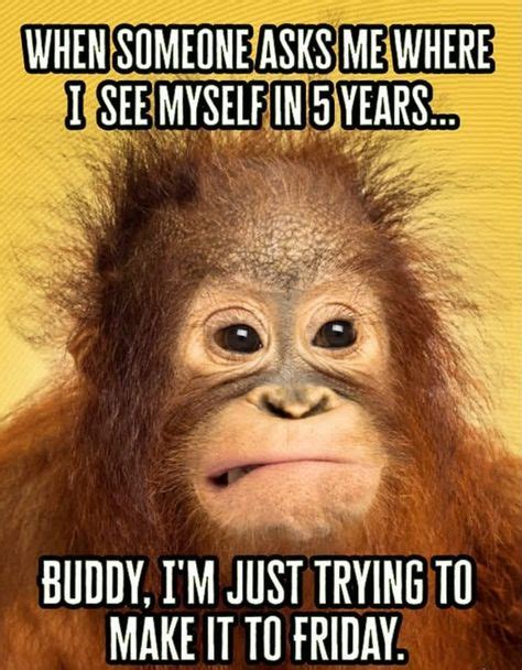 12 Funny Monkey Memes Ideas Funny Bones Funny Funny Quotes