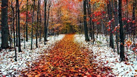 First Snowfall In Autumn Forest Hd Wallpaper Background Image