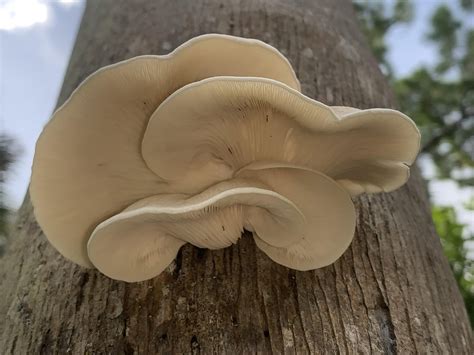 Edible Oyster Mushroom Florida Dead Palm Tree Mycology