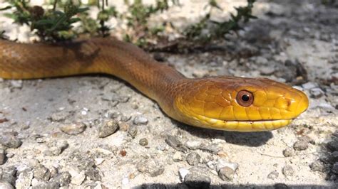 Everglades Rat Snake Youtube