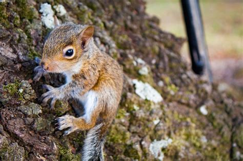 Check spelling or type a new query. What To Do If You Find A Baby Squirrel On The Ground