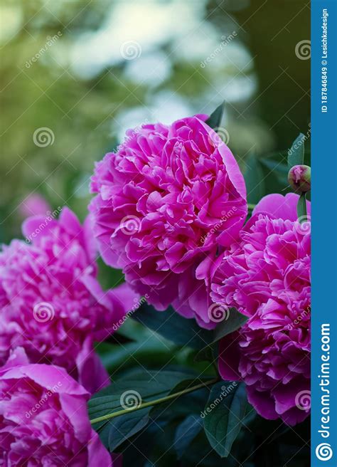 Blooming Pink Peony Flower Pink Flowers Peonies Flowering Stock Image