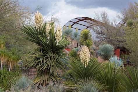 Best Plants For Arizona Backyard Idea Chocmales