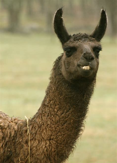 Smiling Llarry Llamas Kill Me Emily Flickr