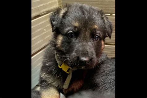 Sally Krickeberg German Shepherd Dog Puppies For Sale Born On 1116