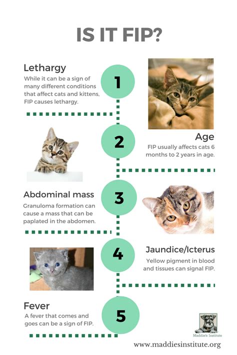 Treatment of coronavirus in cats. How to recognize the signs of FIP in shelter cats | Chew ...