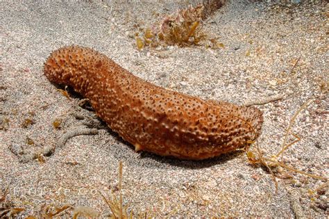 Warty Sea Cucumber Parastichopus Parvimensis Photo Guadalupe Island