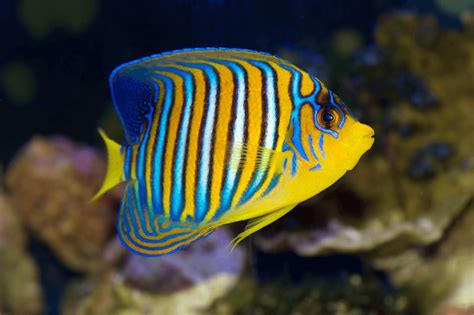 Most Colorful Freshwater Fish Images And Photos Finder