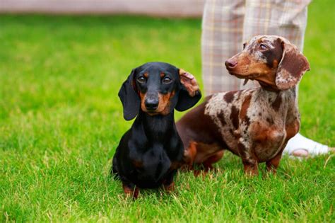 How Many Colours Can Dachshunds Have The Sausage Dog World