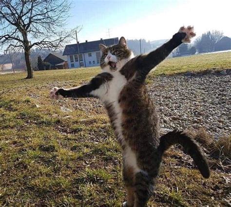 Psbattle A Cat With Its Arms Stretched Out Standing Up Rphotoshopbattles