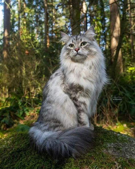 Siberian Cat Vs Ragdoll Which Cat Should I Get Mymoggy