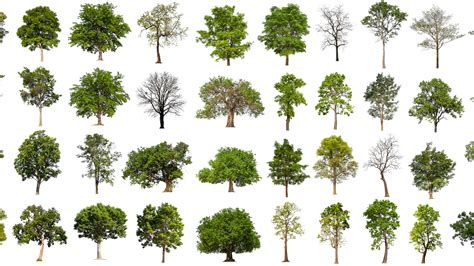 Liveeo How Do We Identify Tree Species With Satellite Imagery