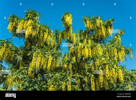 Golden Chain Tree Hi Res Stock Photography And Images Alamy