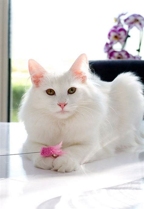 Top 10 Cutest Cat Breeds That Will Make You Smile Angora