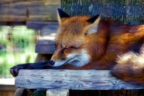 Where Do Foxes Sleep Sleeping Behaviors Of Foxes All Things Foxes