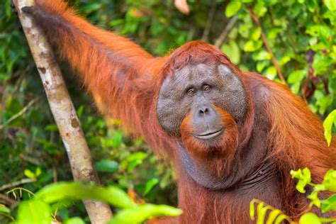 Strange And Wonderful Wildlife Of Borneo Rain Forest Asia