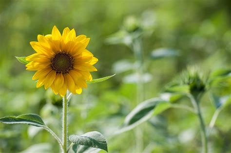 Sunflower Summer Green Free Photo On Pixabay