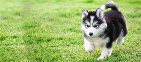 Update Harga Anjing Siberian Husky Baby (Bayi) | Daftar Harga & Tarif