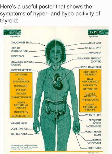 Thyroid Information 👍 Musely