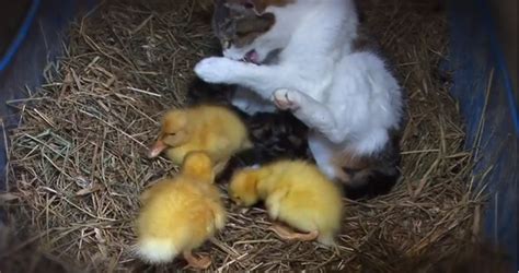 Mama Cat And Her Baby Ducklings Incredible Things