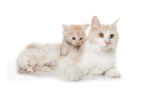Cute Adult Cat With Little Kitten Stock Photo Image Of