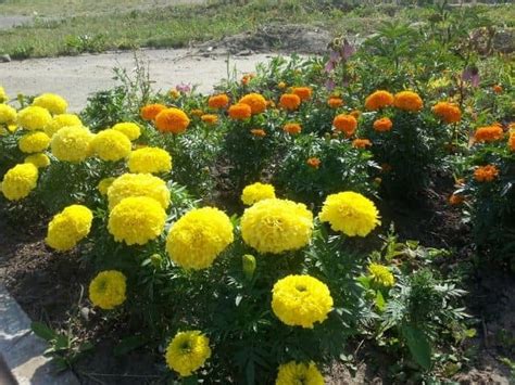 Crabgrass is a troublesome weed that usually invades gardens and lawns. How to Keep Crabgrass Out of Flower Beds - Thriving Yard