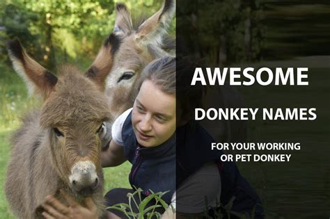 Baby Animals Name Donkey