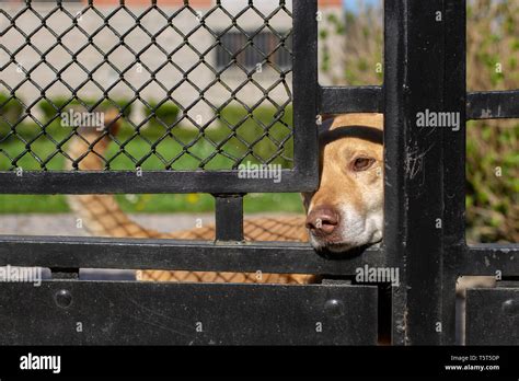 Dog Behind The Fence On Background Stock Photo Alamy