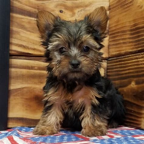 Yorkshire Terrier Male Id4798 Mk Central Park Puppies