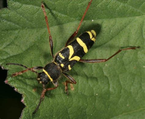 Wasp Beetle Identification Life Cycle Facts And Pictures
