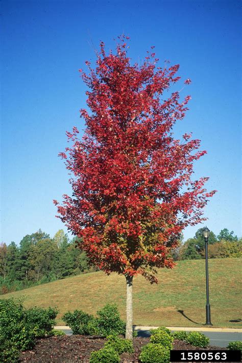 red maple, Acer rubrum (Sapindales: Aceraceae) - 1580563