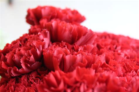 We did not find results for: Carnation in 2020 | Grow organic, Palm beach county ...