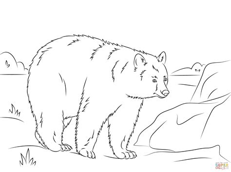 Download Spectacled Bear coloring for free - Designlooter 2020 👨‍🎨